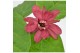 Calycanthus chinensis Sinocalycanthus Hartlage Wine ® 