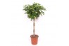 Schefflera arboricola gold capella Schefflera Gold Capella4 pp