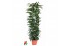 Ficus binnendijkii alii king Ficus Alii King zuil P27 (NO GAP)pp 