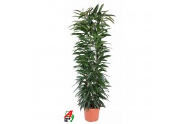 Ficus binnendijkii alii king Ficus Alii King zuil P27 (NO GAP)pp