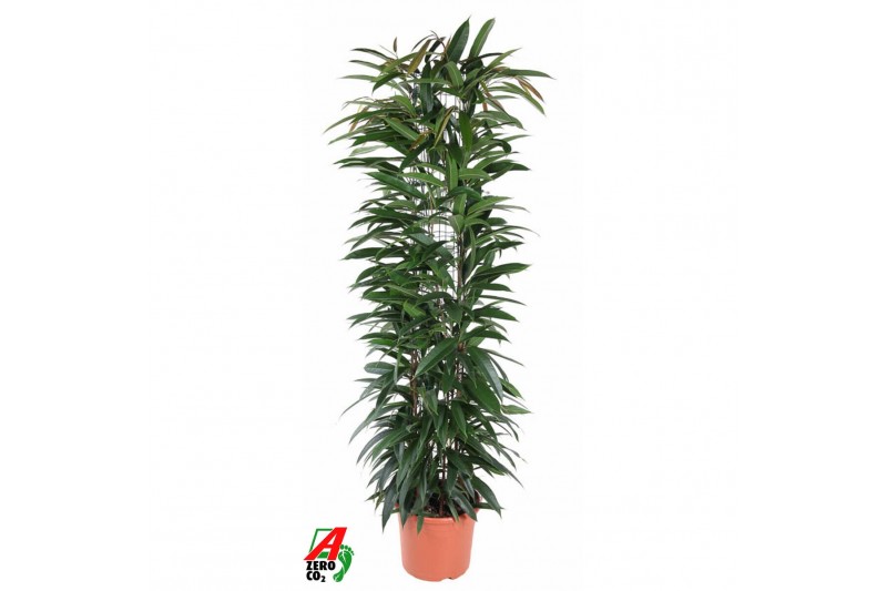 Ficus binnendijkii alii king Ficus Alii King zuil P27 (NO GAP)pp 
