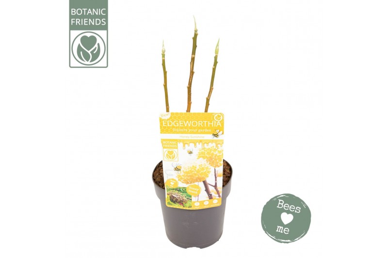 Edgeworthia chrysantha grandiflora Edgeworthia chrysantha Honey Sunshi 