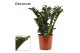 Zamioculcas zamiifolia zenzi Zamioculcas Zenzi 21 cm, 6+ veren (Decoru 
