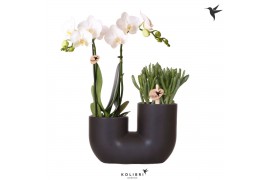 Arrangementen phalaenopsis multiflora Kolibri Orchids Phalaenopsis Whi