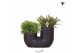 Rhipsalis mix Kolibri Greens Rhipsalis mix in Tube pot black2 pp 