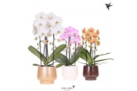 Phalaenopsis elegant cascade Kolibri Orchids Cascade Niagara fall 2 sp