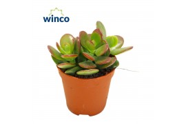 Crassula ovata minor Crassula Minor