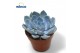 Echeveria Echeveria Snowbunnyoverige bl. 