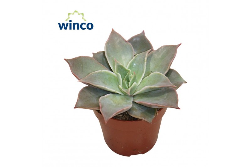 Echeveria Echeveria Madibaoverige bl. 