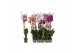 Phalaenopsis mix Phalaenopsis 6 color mix, 2-spike 18+18 bl. 2 tak/pln 