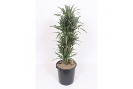 Dracaena fragr. der. warneckei Dracaena Warneckei12 pp