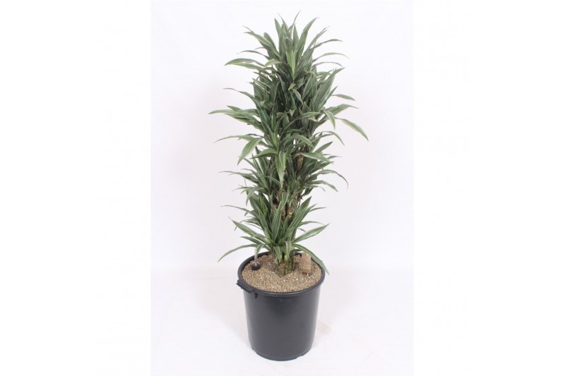 Dracaena fragr. der. warneckei Dracaena Warneckei12 pp 