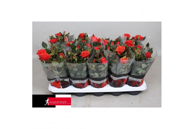 Rosa red mercedes kordana grande Rosa Kordana Grande Red Mercedes Glit 