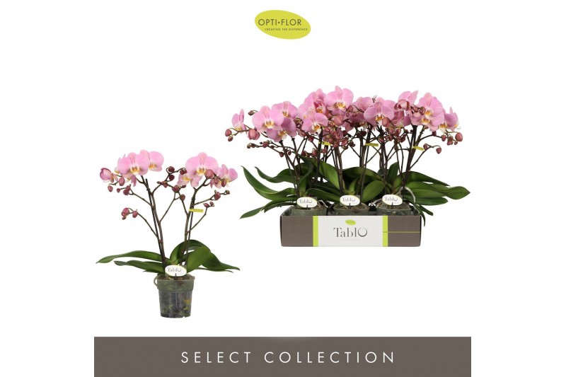 Phalaenopsis roze Tablo Cosmopolitan 2 spike25 bl. 2 tak/plnt 