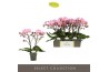 Phalaenopsis roze Tablo Cosmopolitan 2 spike25 bl. 2 tak/plnt