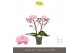 Phalaenopsis roze Tablo Cosmopolitan 2 spike25 bl. 2 tak/plnt 