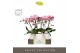 Phalaenopsis roze Tablo Cosmopolitan 2 spike in Abruzzo White Aquo 25  