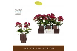Phalaenopsis multiflora rood Freedanzo Sparrow in Emilia Brown Aquo 30