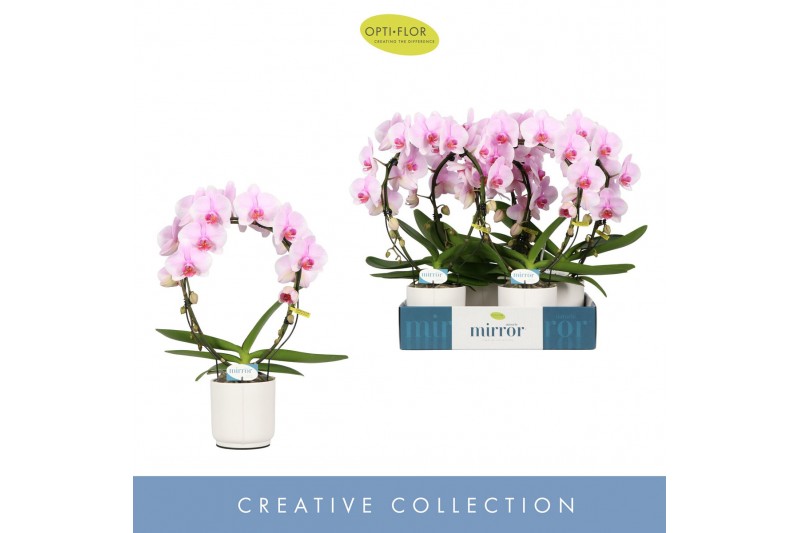Phalaenopsis roze Mirror Miracle Tiana 2 spike in Lazio White 15 bl. 2 