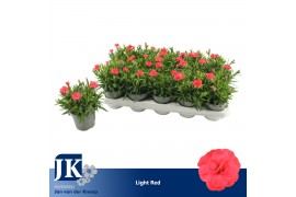 Dianthus oscar red Dianthus Light Red1 pp