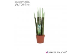 Sansevieria cylindrica Sansevieria VELVET TOUCHZ® Pastel Groen