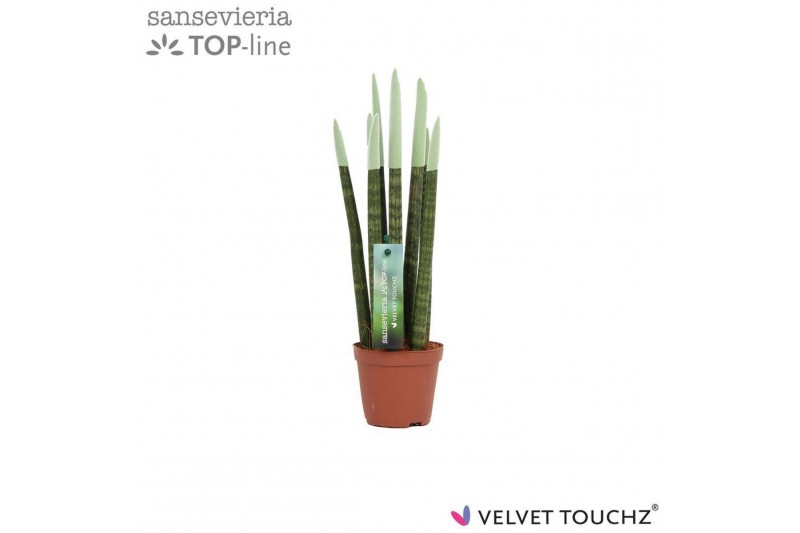 Sansevieria cylindrica Sansevieria VELVET TOUCHZ® Pastel Groen 