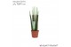 Sansevieria cylindrica Sansevieria VELVET TOUCHZ® Pastel Groen 