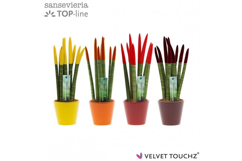 Sansevieria cylindrica Sansevieria VELVET TOUCHZ® Herfst mix In kerami 