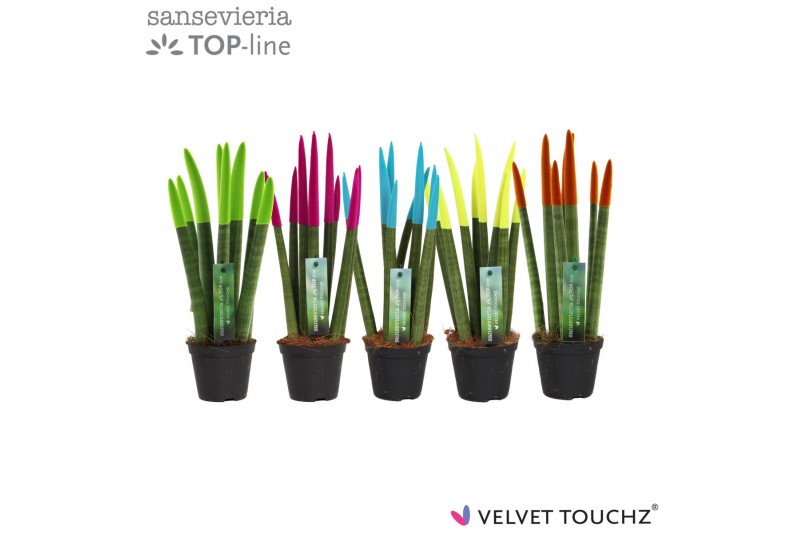 Sansevieria cylindrica Sansevieria VELVET TOUCHZ® Mix Ibiza 