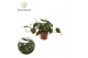 Philodendron scandens subsp. micans Philodendron scandens Micans overi 
