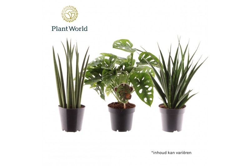 Kamerplanten mix groen Mix: Mikado-Kirkii-Monkey overig pp 