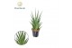 Sansevieria cylindrica Sansevieria Dancing Queen P12 overig pp 