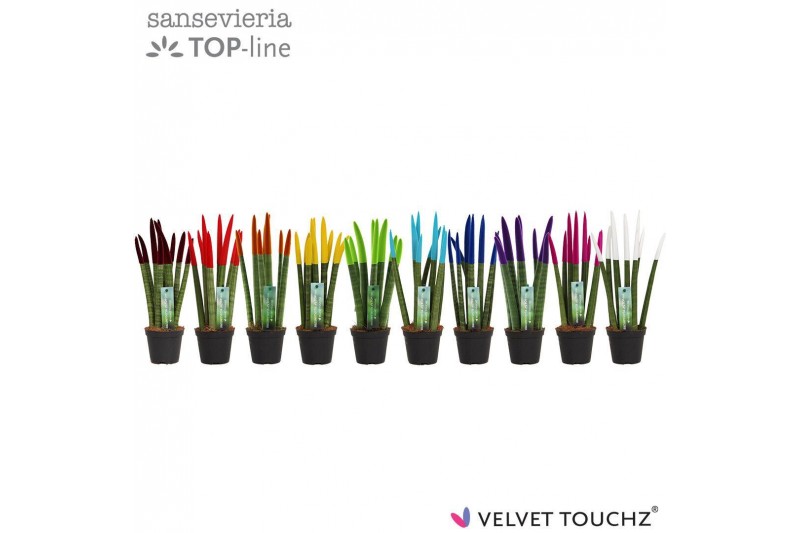 Sansevieria cylindrica Sansevieria VELVET TOUCHZ® Mix 