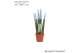 Sansevieria cylindrica Sansevieria VELVET TOUCHZ® Pastel Blauw 