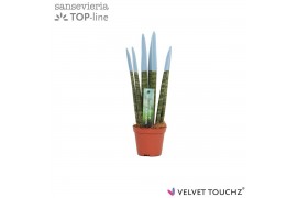Sansevieria cylindrica Sansevieria VELVET TOUCHZ® Pastel Blauw