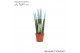 Sansevieria cylindrica Sansevieria VELVET TOUCHZ® Pastel Blauw 