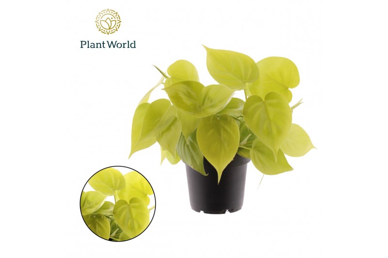Philodendron scandens subsp. micans Philodendron scandens Micans Lime  