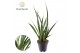 Sansevieria kirkii friends Sansevieria kirkii Friends 
