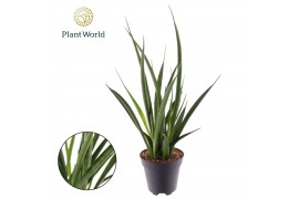 Sansevieria kirkii friends Sansevieria kirkii Friends
