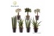 Groene planten mix Summerstyle mix 1 pp 