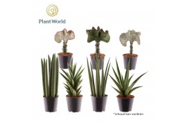 Groene planten mix Summerstyle mix 1 pp