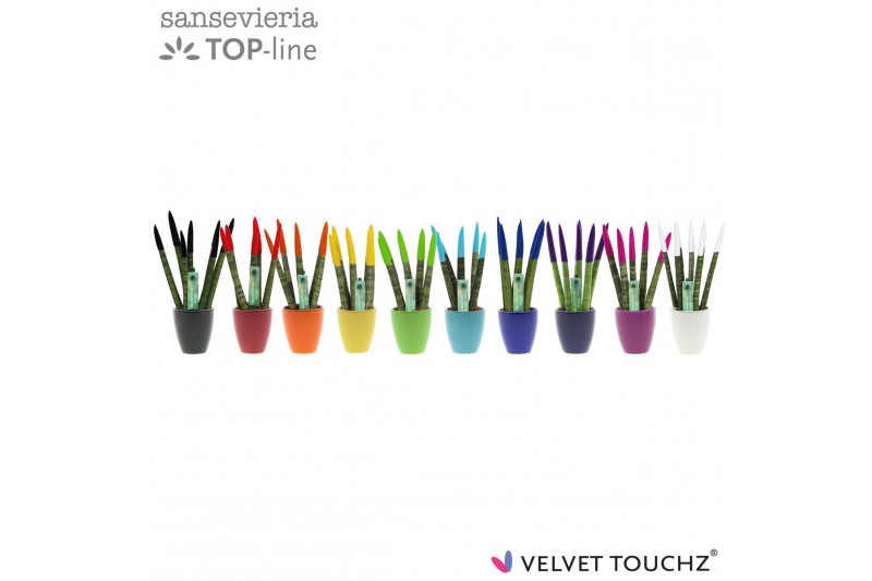 Sansevieria cylindrica Sansevieria VELVET TOUCHZ® Mix in keramiek Osak 