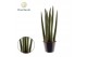 Sansevieria cylindrica Sansevieria cylindrica Spaghetti P8,5 