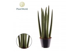 Sansevieria cylindrica Sansevieria cylindrica Spaghetti P8,5
