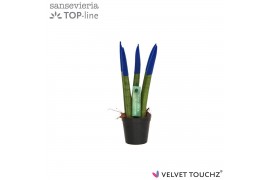 Sansevieria cylindrica Sansevieria VELVET TOUCHZ® Blauw