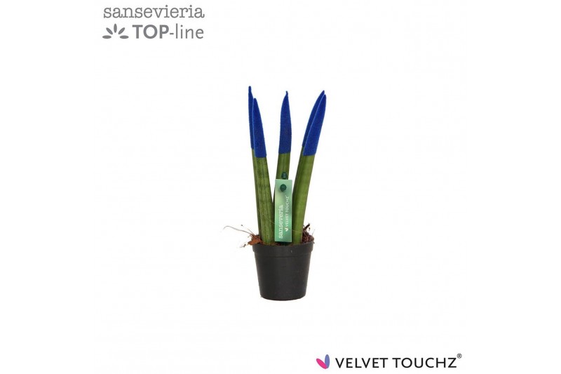 Sansevieria cylindrica Sansevieria VELVET TOUCHZ® Blauw 