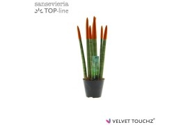 Sansevieria cylindrica Sansevieria VELVET TOUCHZ® Oranje