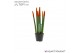 Sansevieria cylindrica Sansevieria VELVET TOUCHZ® Oranje 
