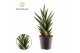 Sansevieria cylindrica Sansevieria Starshooter 