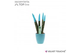Sansevieria cylindrica Sansevieria VELVET TOUCHZ® Aqua in keramiek Osa